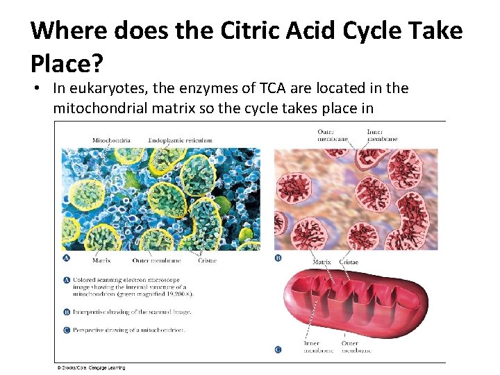 Where does the Citric Acid Cycle Take Place? • In eukaryotes, the enzymes of Where does the Citric Acid Cycle Take Place? • In eukaryotes, the enzymes of