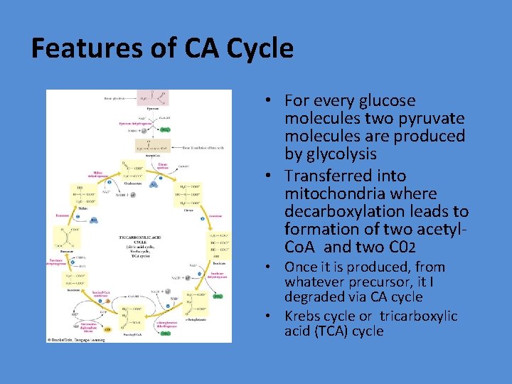 Features of CA Cycle • For every glucose molecules two pyruvate molecules are produced Features of CA Cycle • For every glucose molecules two pyruvate molecules are produced