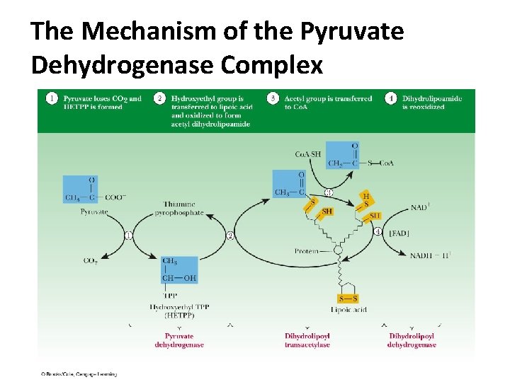 The Mechanism of the Pyruvate Dehydrogenase Complex The Mechanism of the Pyruvate Dehydrogenase Complex
