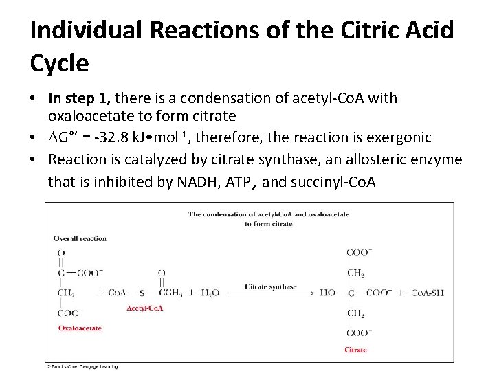 Individual Reactions of the Citric Acid Cycle • In step 1, there is a Individual Reactions of the Citric Acid Cycle • In step 1, there is a