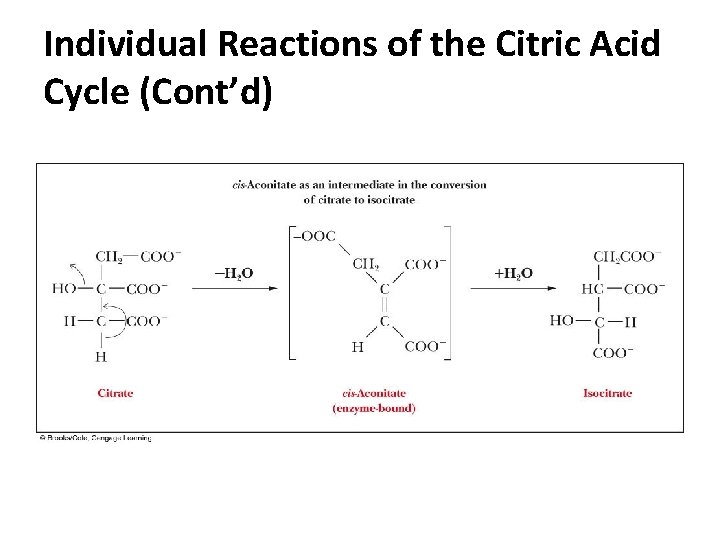 Individual Reactions of the Citric Acid Cycle (Cont’d) Individual Reactions of the Citric Acid Cycle (Cont’d)
