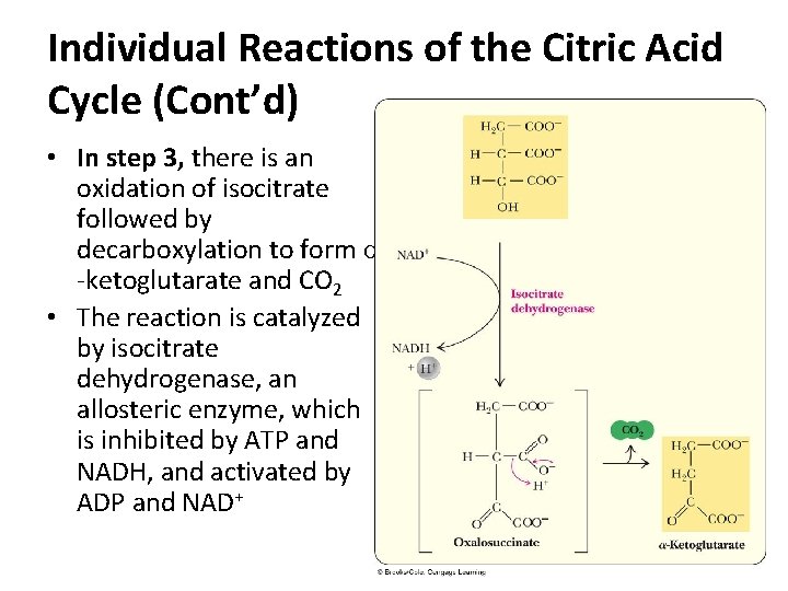 Individual Reactions of the Citric Acid Cycle (Cont’d) • In step 3, there is Individual Reactions of the Citric Acid Cycle (Cont’d) • In step 3, there is
