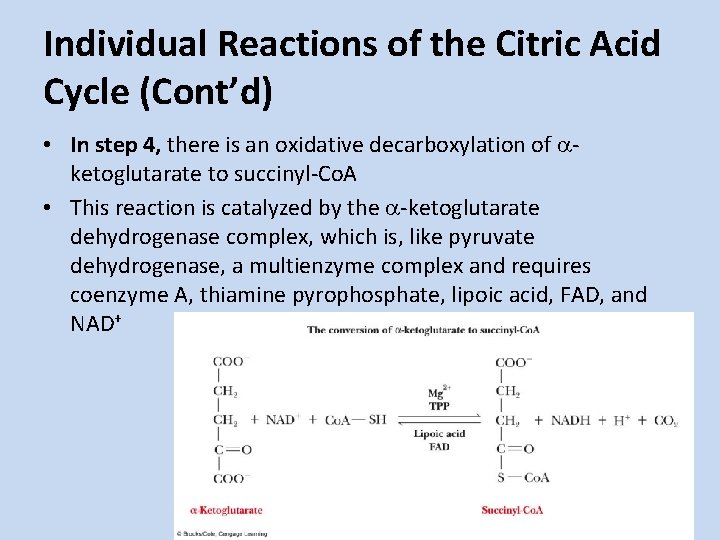 Individual Reactions of the Citric Acid Cycle (Cont’d) • In step 4, there is Individual Reactions of the Citric Acid Cycle (Cont’d) • In step 4, there is