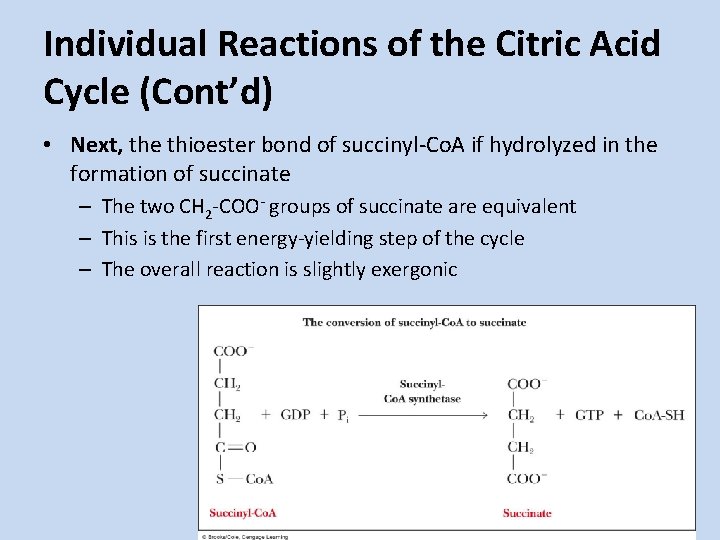 Individual Reactions of the Citric Acid Cycle (Cont’d) • Next, the thioester bond of Individual Reactions of the Citric Acid Cycle (Cont’d) • Next, the thioester bond of
