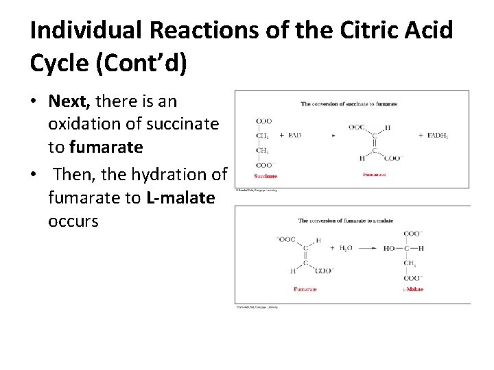 Individual Reactions of the Citric Acid Cycle (Cont’d) • Next, there is an oxidation Individual Reactions of the Citric Acid Cycle (Cont’d) • Next, there is an oxidation