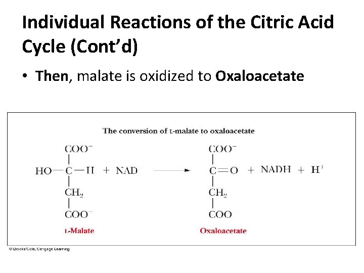 Individual Reactions of the Citric Acid Cycle (Cont’d) • Then, malate is oxidized to Individual Reactions of the Citric Acid Cycle (Cont’d) • Then, malate is oxidized to