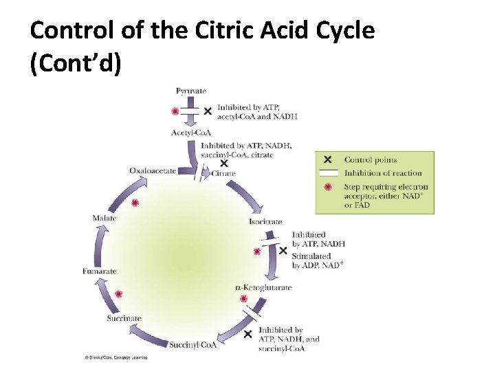 Control of the Citric Acid Cycle (Cont’d) Control of the Citric Acid Cycle (Cont’d)