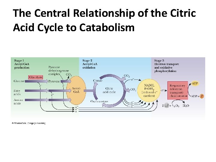 The Central Relationship of the Citric Acid Cycle to Catabolism The Central Relationship of the Citric Acid Cycle to Catabolism