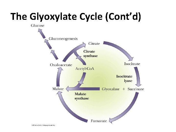 The Glyoxylate Cycle (Cont’d) The Glyoxylate Cycle (Cont’d)