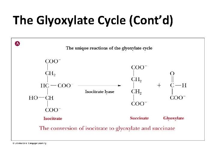 The Glyoxylate Cycle (Cont’d) The Glyoxylate Cycle (Cont’d)
