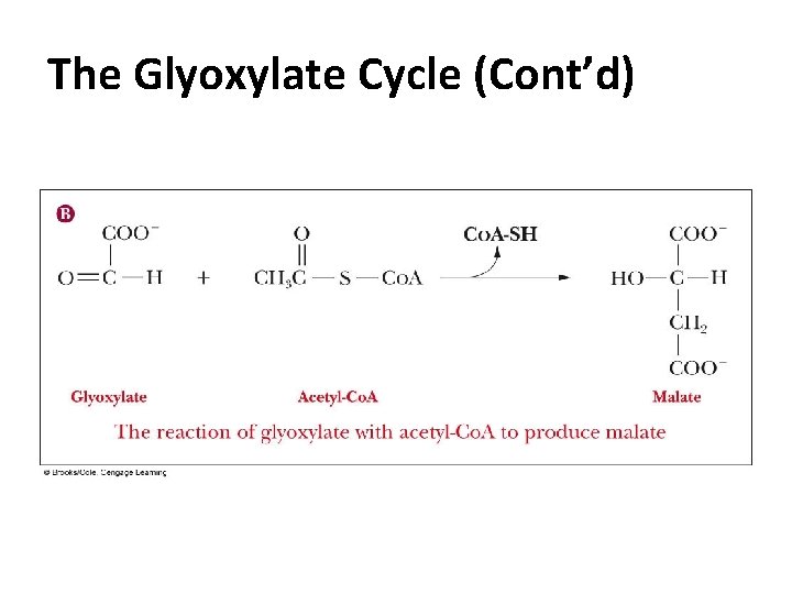 The Glyoxylate Cycle (Cont’d) The Glyoxylate Cycle (Cont’d)