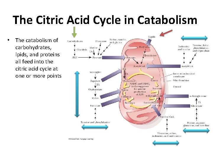 The Citric Acid Cycle in Catabolism • The catabolism of carbohydrates, lpids, and proteins The Citric Acid Cycle in Catabolism • The catabolism of carbohydrates, lpids, and proteins
