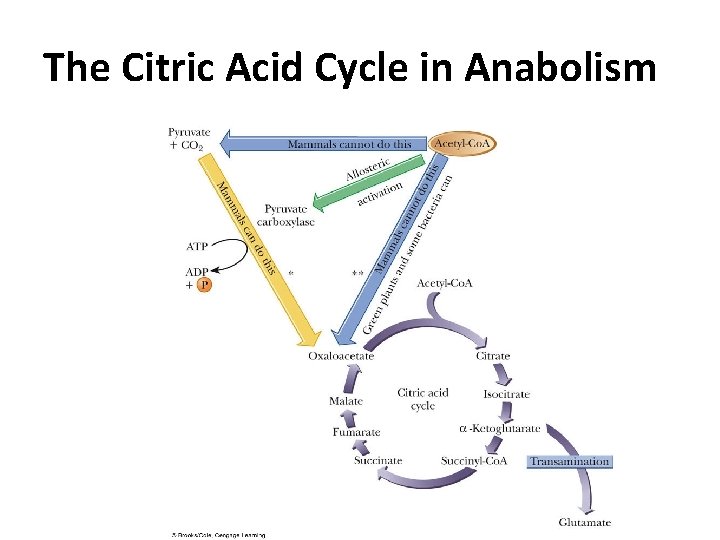 The Citric Acid Cycle in Anabolism The Citric Acid Cycle in Anabolism