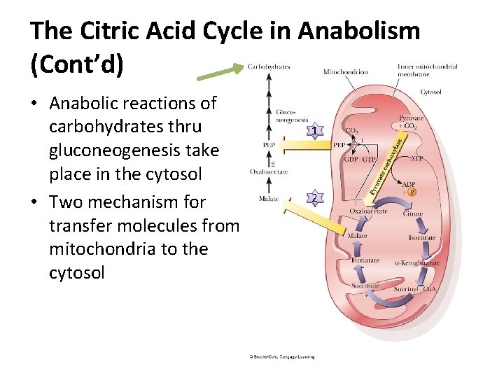 The Citric Acid Cycle in Anabolism (Cont’d) • Anabolic reactions of carbohydrates thru gluconeogenesis The Citric Acid Cycle in Anabolism (Cont’d) • Anabolic reactions of carbohydrates thru gluconeogenesis