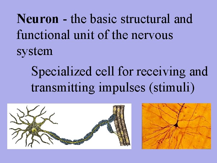 Neuron - the basic structural and functional unit of the nervous system Specialized cell
