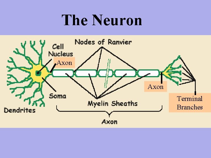 The Neuron Axon Terminal Branches 