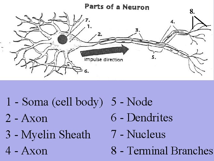 8. 1 - Soma (cell body) 2 - Axon 3 - Myelin Sheath 4