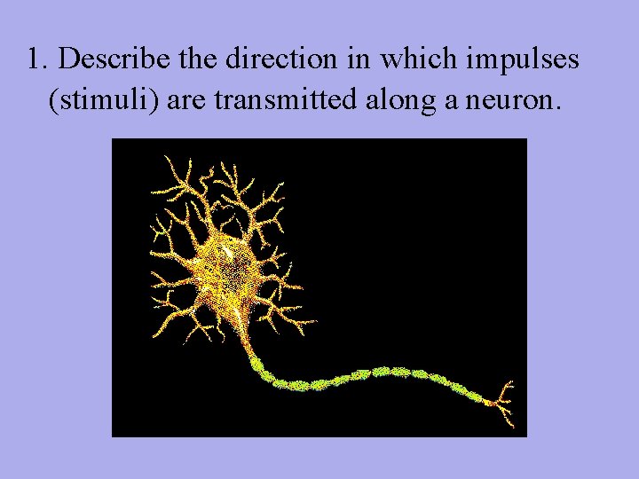 1. Describe the direction in which impulses (stimuli) are transmitted along a neuron. 