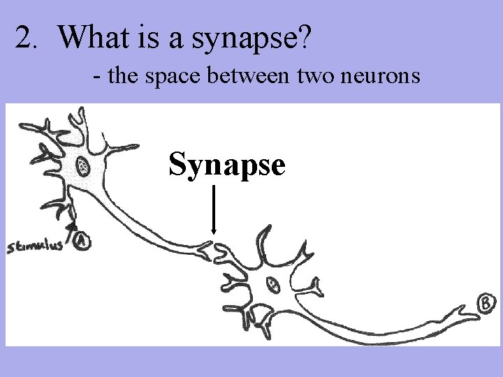 2. What is a synapse? - the space between two neurons Synapse 