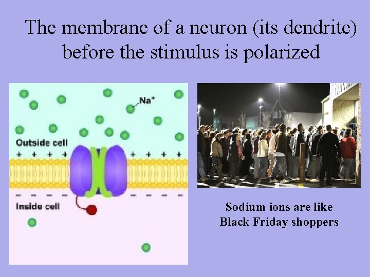 The membrane of a neuron (its dendrite) before the stimulus is polarized Sodium ions