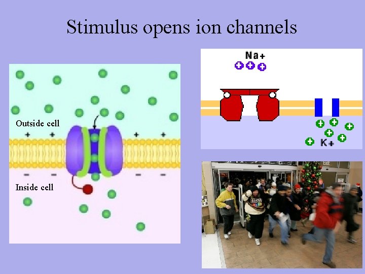 Stimulus opens ion channels Outside cell Inside cell 