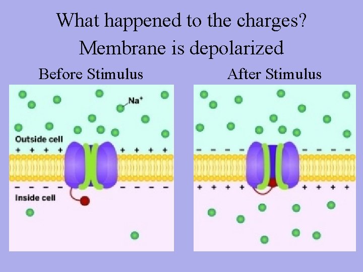 What happened to the charges? Membrane is depolarized Before Stimulus After Stimulus 
