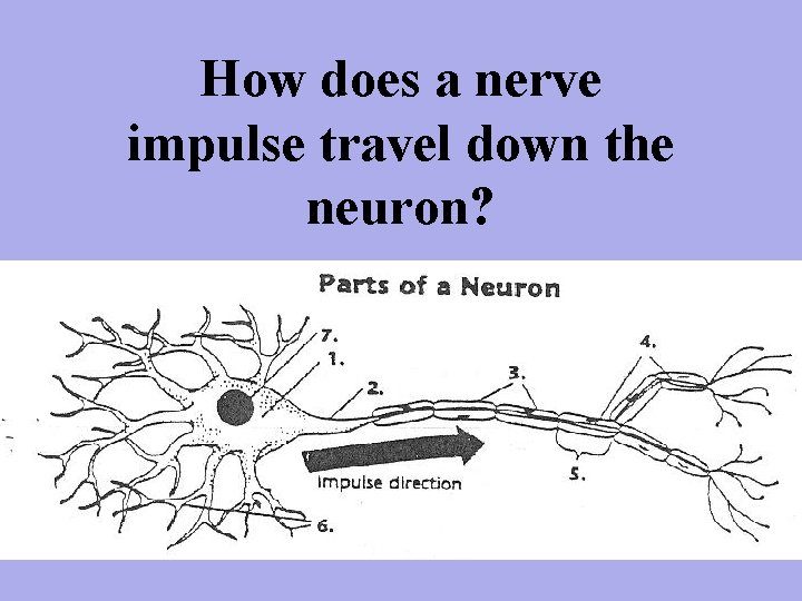 How does a nerve impulse travel down the neuron? 