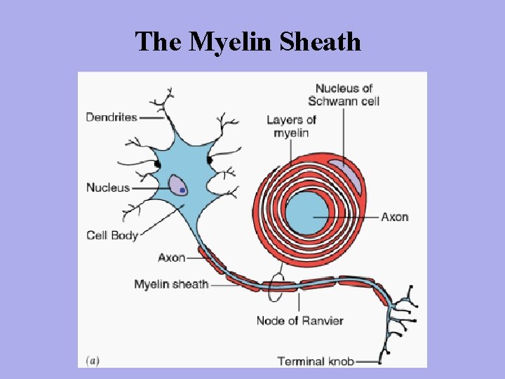 The Myelin Sheath 