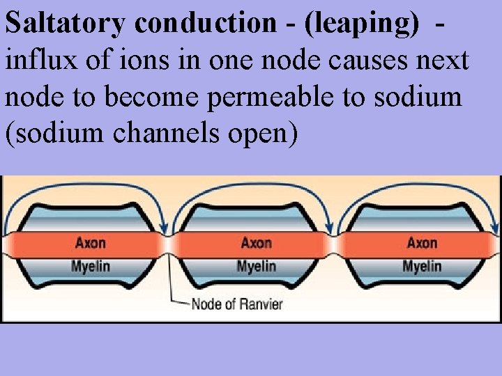 Saltatory conduction - (leaping) influx of ions in one node causes next node to