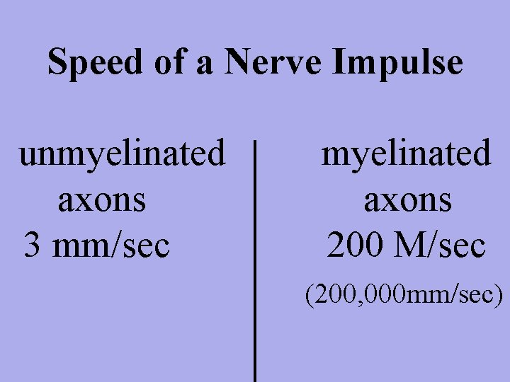 Speed of a Nerve Impulse unmyelinated myelinated axons 3 mm/sec 200 M/sec (200, 000