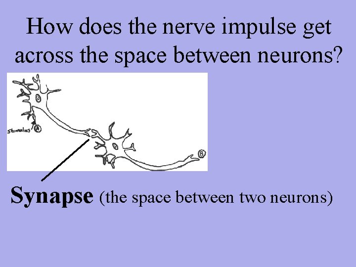 How does the nerve impulse get across the space between neurons? Synapse (the space