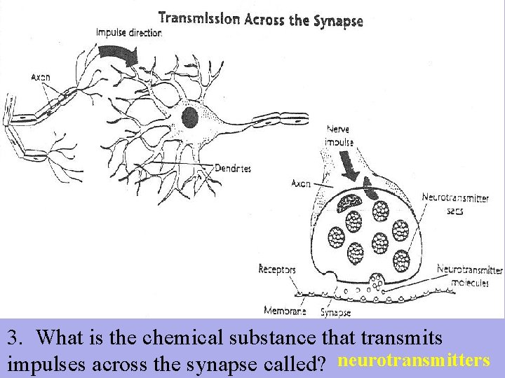 3. What is the chemical substance that transmits impulses across the synapse called? neurotransmitters