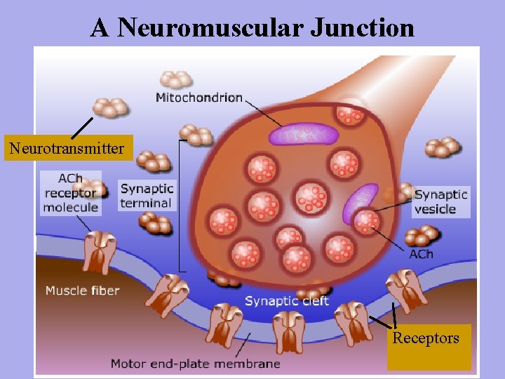 A Neuromuscular Junction Neurotransmitter Receptors 