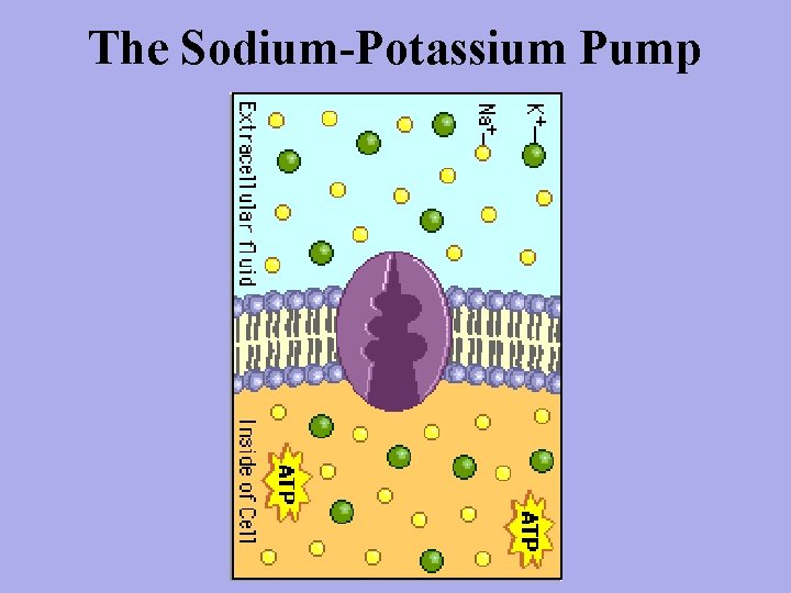 The Sodium-Potassium Pump 