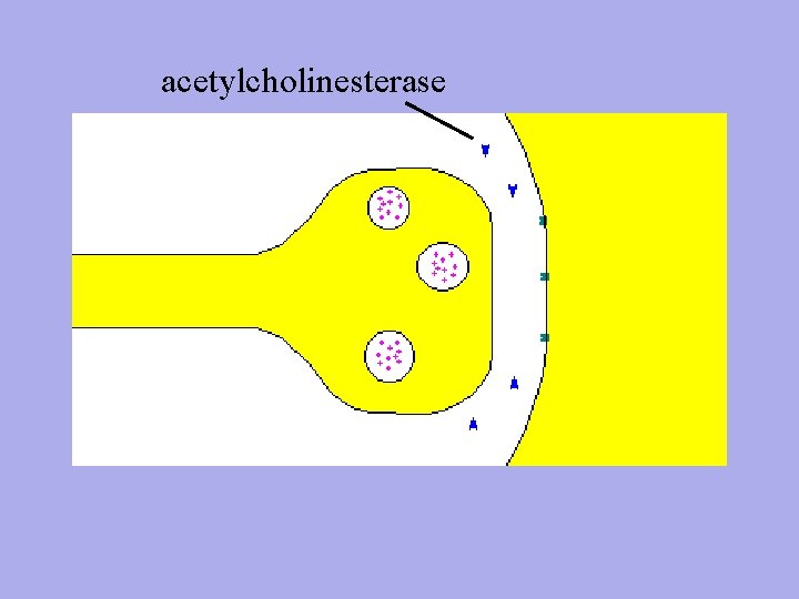 acetylcholinesterase 