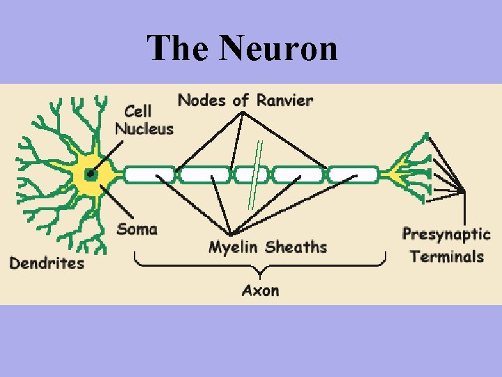 The Neuron 