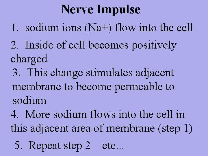 Nerve Impulse 1. sodium ions (Na+) flow into the cell 2. Inside of cell