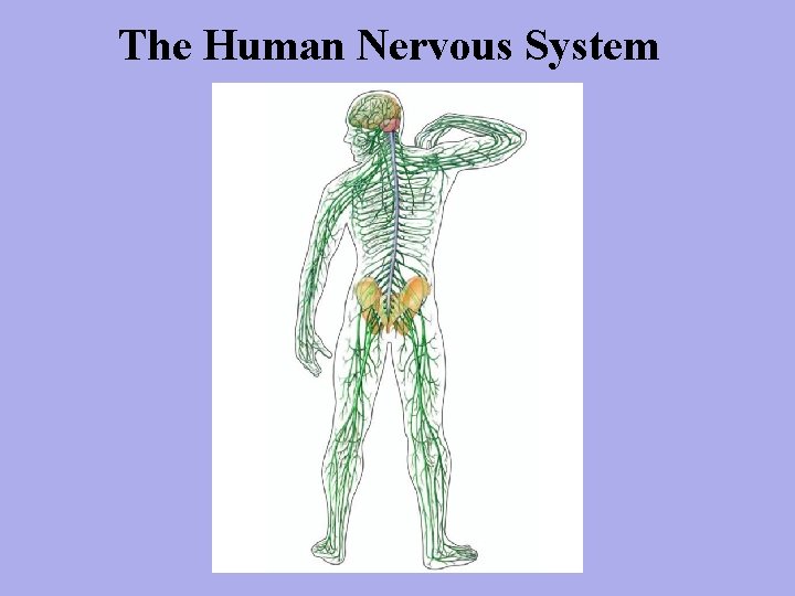 The Human Nervous System 