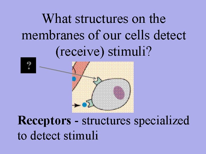 What structures on the membranes of our cells detect (receive) stimuli? ? Receptors -