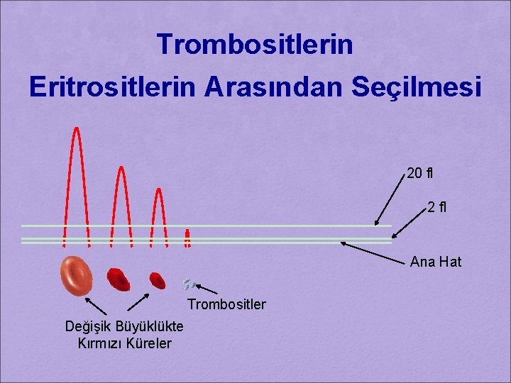 Trombositlerin Eritrositlerin Arasından Seçilmesi 20 fl 2 fl Ana Hat Trombositler Değişik Büyüklükte Kırmızı