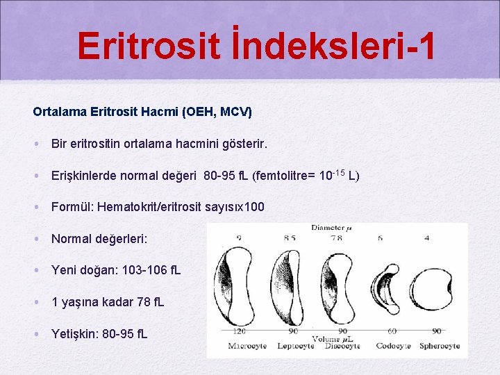 Eritrosit İndeksleri-1 Ortalama Eritrosit Hacmi (OEH, MCV) • Bir eritrositin ortalama hacmini gösterir. •