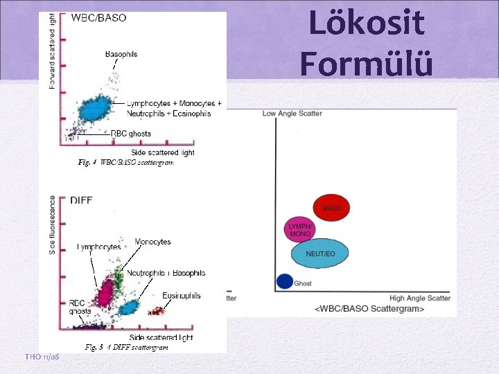 Lökosit Formülü THO 11/08 