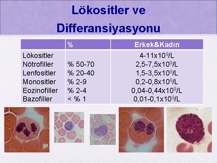 Lökositler ve Differansiyasyonu % Lökositler Nötrofiller Lenfositler Monositler Eozinofiller Bazofiller % 50 -70 %