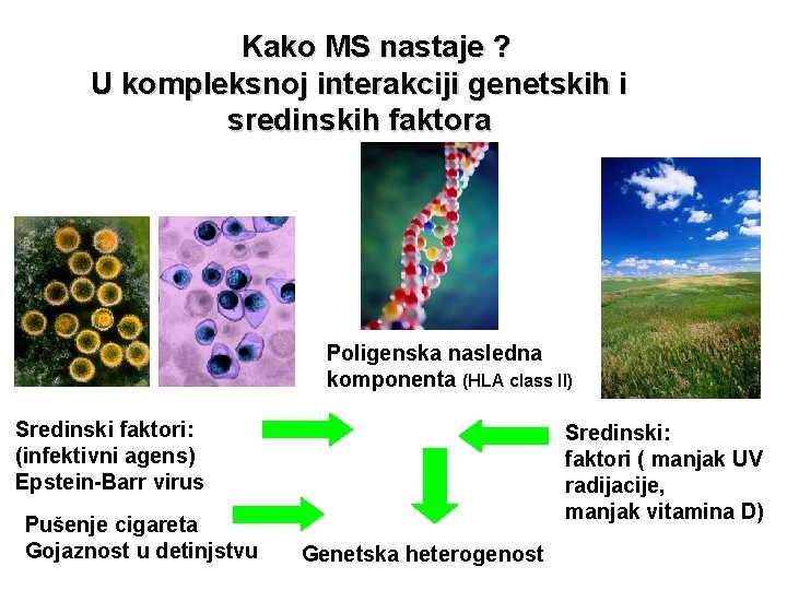 Kako MS nastaje ? U kompleksnoj interakciji genetskih i sredinskih faktora Poligenska nasledna komponenta