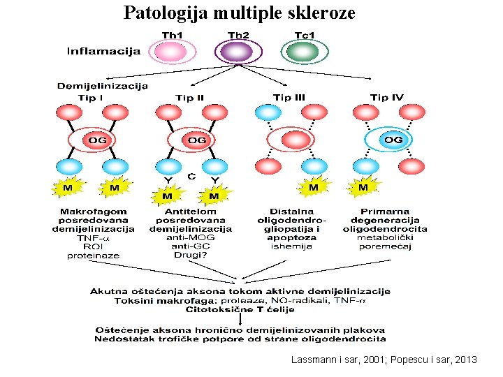 Patologija multiple skleroze Lassmann i sar, 2001; Popescu i sar, 2013 