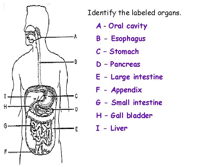 Identify the labeled organs. A - Oral cavity B - Esophagus C – Stomach