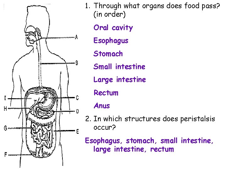 1. Through what organs does food pass? (in order) Oral cavity Esophagus Stomach Small