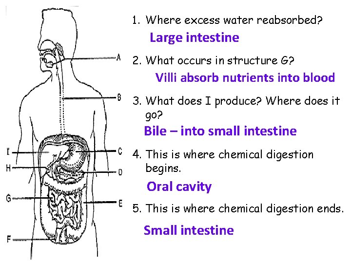 1. Where excess water reabsorbed? Large intestine 2. What occurs in structure G? Villi