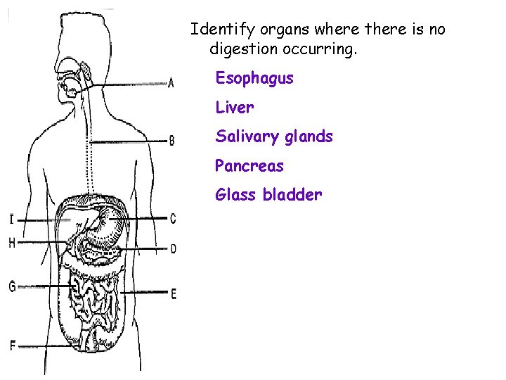 Identify organs where there is no digestion occurring. Esophagus Liver Salivary glands Pancreas Glass