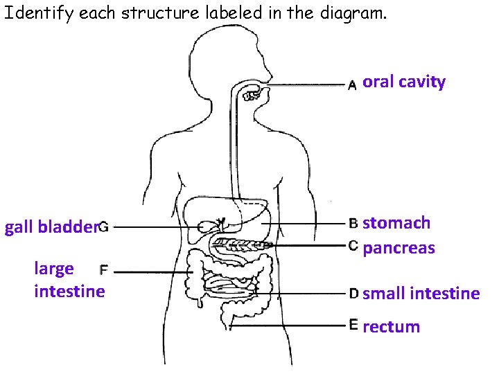 Identify each structure labeled in the diagram. oral cavity gall bladder large intestine stomach